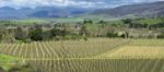 Farming Field In Tasmania, Australia Stock Photo