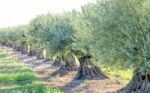 Olive Trees Stock Photo