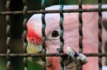 Major Mitchell Cockatoo Behind Cage Stock Photo