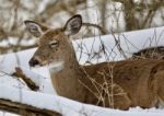 Beautiful Portrait Of A Sleepy Wild Deer In The Snowy Forest Stock Photo