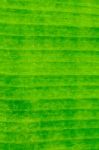 Dirty Green Banana Leaf Texture Stock Photo