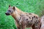 Spotted Hyena Stock Photo