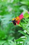 Wasp On Flower Stock Photo