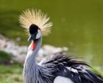 Beautiful Bird East African Crowned Crane Stock Photo