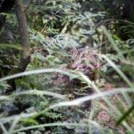 Fishing Cat (prionailurus Viverrinus) Stock Photo