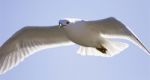 Very Beautiful Isolated Photo Of The Flying Gull With The Wings Opened Stock Photo