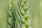 Wheat Grain Stock Photo