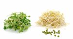 Bean Sprouts Isolated On White Background Stock Photo