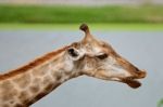 Giraffe Stock Photo