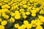 Yellow Marigold Stock Photo