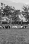 Country Cows Stock Photo