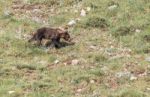 Brown Bear In Asturian Lands Stock Photo