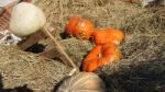 Pumpkin  Stock Photo