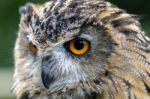 Eurasian Eagle-owl (bubo Bubo) Stock Photo