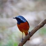 Male Daurian Redstart Stock Photo