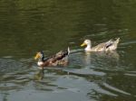 A Pair Of Mallards (anas Platyrhynchos) Stock Photo