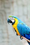 Beautiful Macaw Stock Photo