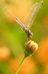 Yellow Black Pattern Dragon Fly Close Up Stock Photo