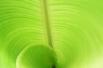 Banana Leaf Texture Or Background Stock Photo