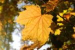 Yellow Leaf Stock Photo