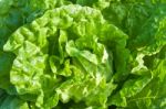 Chinese Cabbage Stock Photo