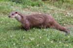 Otter At The British Wildlife Centre Stock Photo