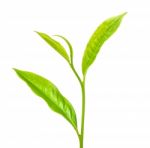 Tea Leaf Isolated On The White Background Stock Photo