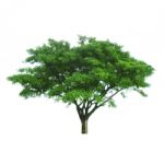 Tree Isolated Stock Photo