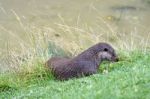 Eurasian Otter (lutra Lutra) Stock Photo