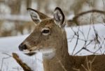 Beautiful Portrait Of A Cute Wild Deer In The Snowy Forest Stock Photo