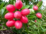 Carunda Or Karonda  (bengal-currants) Pink Fruit On Tree In The Garden.fruit For Health And High Vitamin Stock Photo