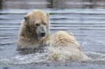 Polar Bear (ursus Maritimus) Stock Photo