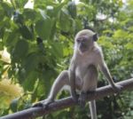 A Monkey’s Gaze Stock Photo