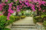 Arbour Of Flower Stock Photo