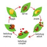  Of Ladybug Life Cycle For Kids Stock Photo