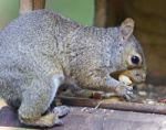 Postcard With A Funny Squirrel Eating Nuts Stock Photo