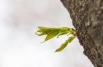 Green Sprout Growing From Tree In Horizontal Stock Photo