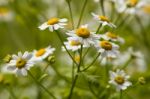 Feverfew - Tanacetum Parthenium - Daisy Flowers Stock Photo