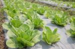 Organic Vegetable Growing In Farm Stock Photo