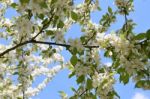 The Blooming Of Apple Trees Stock Photo