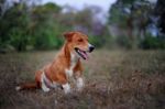 Portrait Of A Cute Brown Dog Stock Photo