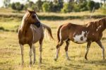 Horse In The Countryside Stock Photo