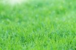 Green Grass On Morning Fresh Stock Photo