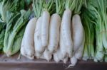 Radish, Freshly Harvested Stock Photo