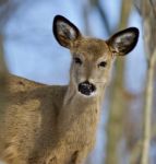 Beautiful Isolated Portrait Of A Cute Wild Deer In The Forest Stock Photo