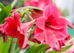 Colorful Tulips In Garden Stock Photo