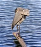 Image Of A Great Blue Heron Cleaning Feathers Stock Photo