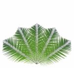 Palm Leaf Isolated On White Background Stock Photo