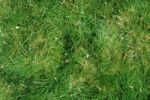 Green Grass Background Stock Photo