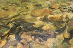 Fish Swimming In Rivers, Lakes, Sea, Fishing Stock Photo